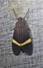 Aclytia