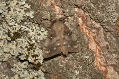 Dendrolimus superans