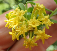 Lasiosiphon macropetalus