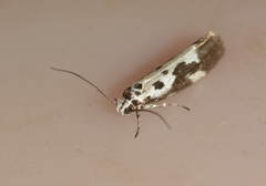 Ethmia quadrillella