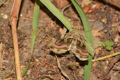 Euchalcia variabilis