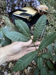 Flindersia schottiana