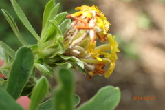 Lasiosiphon macropetalus