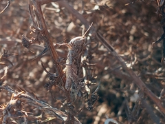 Eupnigodes sierranus
