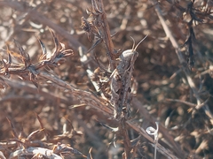 Eupnigodes sierranus