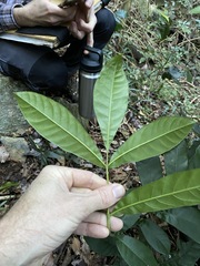 Flindersia schottiana