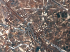 Eupnigodes sierranus