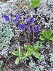 Veronica grandiflora