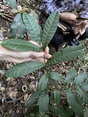 Flindersia schottiana