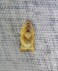 Argyrotaenia montezumae