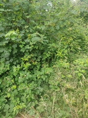 Phoenicurus phoenicurus