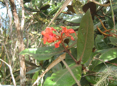 Rhododendron fallacinum