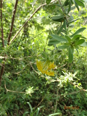 Lasiosiphon macropetalus