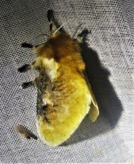 Megalopyge dyari