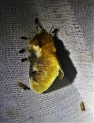 Megalopyge dyari