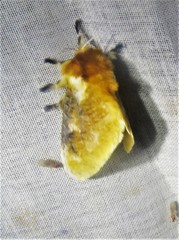 Megalopyge dyari