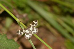 Lomaspilis opis