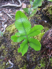Drynarioideae