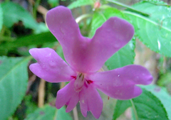 Impatiens kinabaluensis