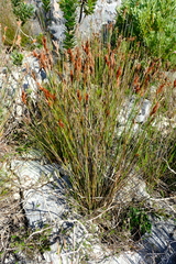 Thamnochortus fraternus