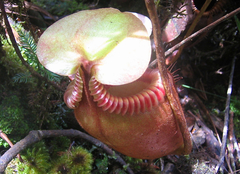 Nepenthes villosa