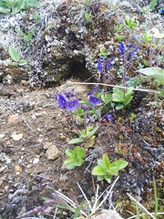 Veronica grandiflora