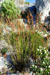 Thamnochortus fraternus