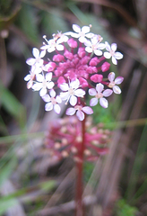 Trachymene saniculifolia