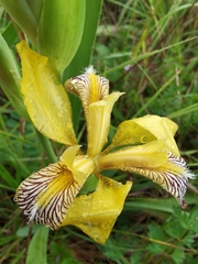 Iris variegata