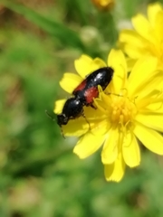 Divales bipustulatus