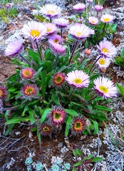 Erigeron thunbergii
