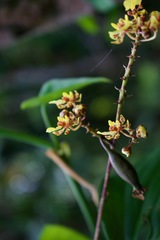 Trichocentrum ascendens