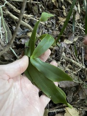 Peristeranthus hillii