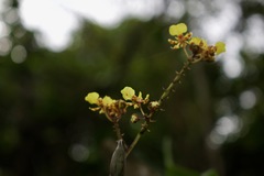 Trichocentrum ascendens