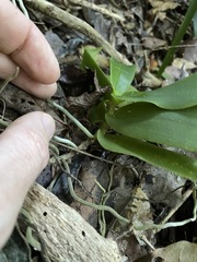 Peristeranthus hillii