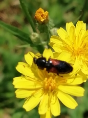Divales bipustulatus