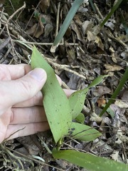 Peristeranthus hillii