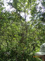 Lasiosiphon macropetalus