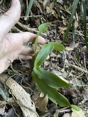 Peristeranthus hillii