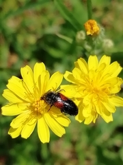 Divales bipustulatus