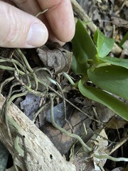 Peristeranthus hillii