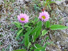 Erigeron thunbergii