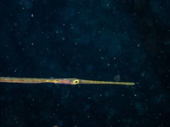 Syngnathus temminckii