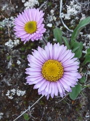 Erigeron thunbergii