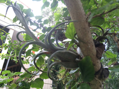 Tillandsia paucifolia