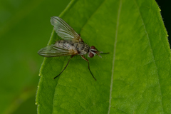 Cryptomeigenia