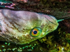 Chorisochismus dentex