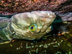 Chorisochismus dentex