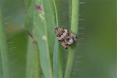 Syricoris