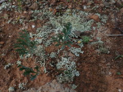 Pelargonium pillansii
